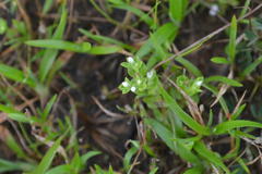Hoppea fastigiata